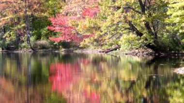 Newbury, New Hampshire 'daki bir göletin yanında yaprakları dökülen ağaçları kapat.