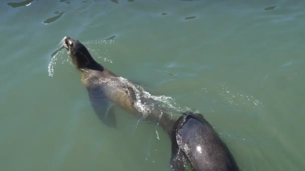 Una toma aérea en cámara lenta de dos lobos marinos nadando en el muelle 39 en el paseo marítimo de san francisco — Vídeo de stock