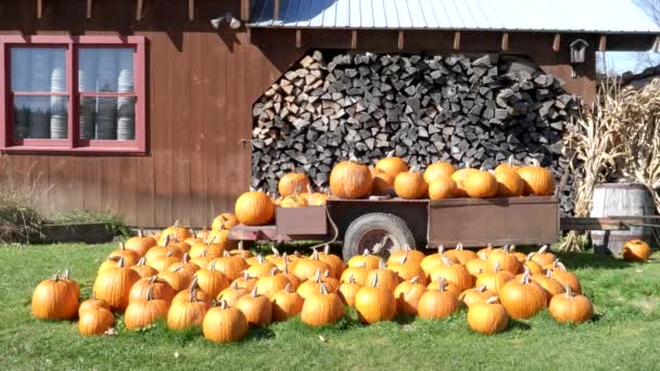 Weitschuss von fallenden Kürbissen auf einem Anhänger in Vermont — Stockvideo