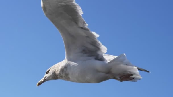 Slow motion shot of two seagulls flying at portland maine — Stock Video
