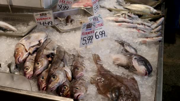 PORTLAND, MAINE, USA - OCTOBER, 19, 2017: fresh fish on ice in a Fish mongers store in portland — 图库视频影像