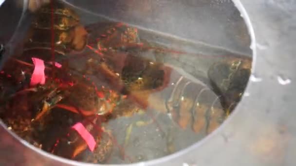 Gros plan de homard dans le puits vivant d'un bateau de pêche à Portland dans le continent, Etats-Unis — Video