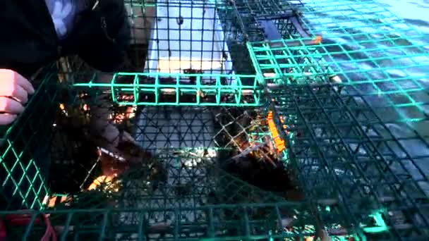 육지에 있는 어부가 덫에서 바닷가재를 꺼내는 모습 — 비디오