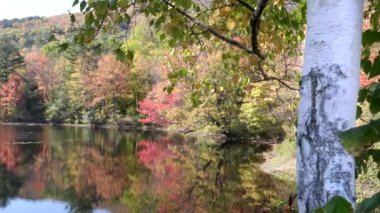 Sonbaharda Newbury, New Hampshire 'da huş ağacı gövdesi ve gölet