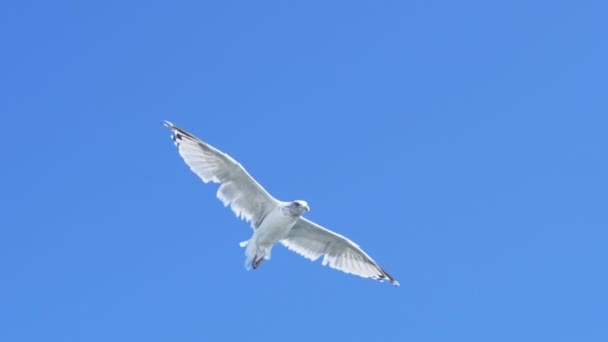 A wide angle slow motion shot of a flying seagull at portland, maine — Stock Video