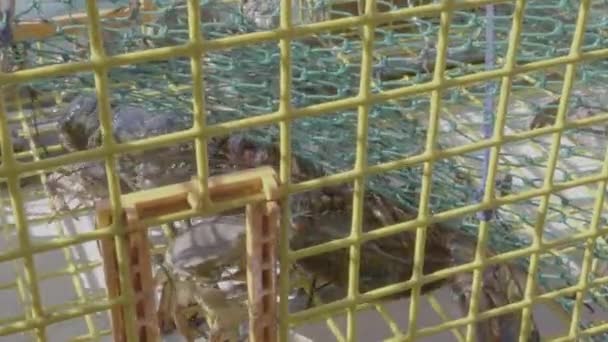 육식조 안에 있는게 한 마리와 바닷가재 두 마리가 육지에 있는 개미집에서 배에 갇혀 있는 모습 — 비디오