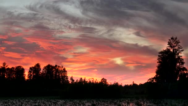 Cielo del atardecer rojo brillante en el pantano okeefenokee — Vídeos de Stock