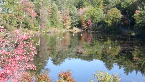 Длинный выстрел канадских гусей на пруду в Нью-Гэмпшире и осенью цвета — стоковое видео