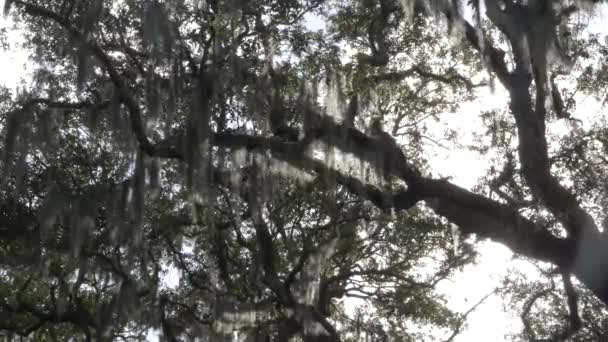 Muschio spagnolo retroilluminato sugli alberi a piazza chippewa in savana — Video Stock