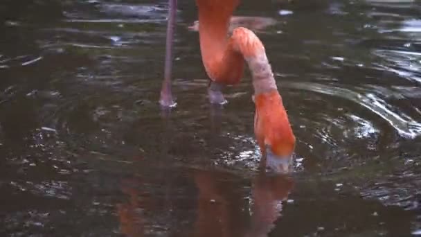 JACKSONVILLE, FL, USA- OCT, 23, 2017: slow motion close up clip of an american flamingo feeding — Stock Video