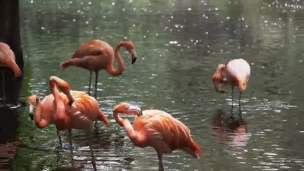 JACKSONVILLE, FL, USA - OCT, 23, 2017: közelkép egy amerikai flamingó állományról, amely egy tóban áll — Stock videók