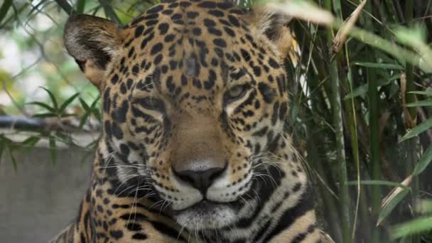 JACKSONVILLE, FL, USA- LGO, 23, 2017: vooraanzicht van een jaguar zittend en rustend — Stockvideo