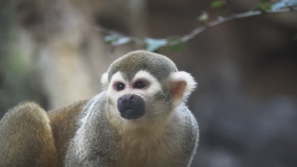 JACKSONVILL, FL, USA - OCT, 23, 2017: 180p slow motion close up shot of a squirrel monkey — стоковое видео