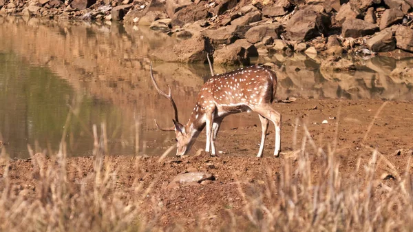 Gesichteter Hirsch trinkt aus einem Wasserloch im Tadoba-Tigerreservat — Stockfoto