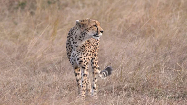 Zbliżenie geparda płci żeńskiej zbliża się do Masai Mara — Zdjęcie stockowe