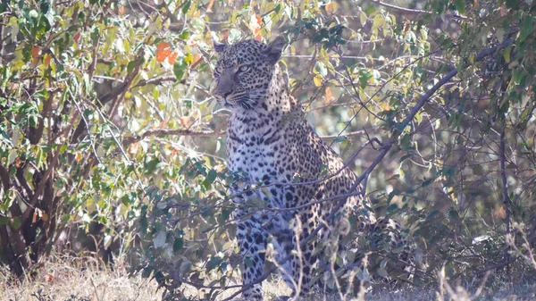 Vista lateral de um leopardo fêmea descansando na sombra em masai mara — Fotografia de Stock