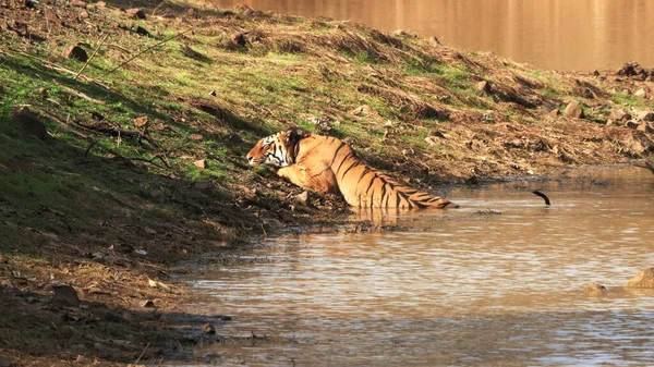 Tigre mâle se refroidissant dans un trou d'eau au tadoba — Photo