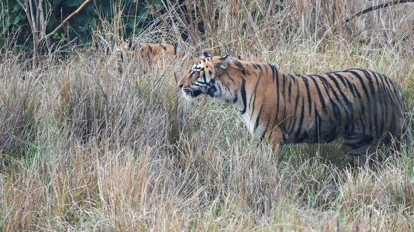 Nahaufnahme eines jungen Tigers auf Beutejagd im Tadoba-Reservat in Indien — Stockfoto
