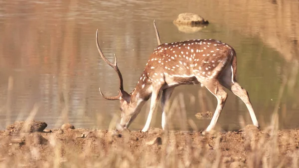 Gesichteter Hirsch trinkt aus einem Wasserloch bei Tadoba — Stockfoto