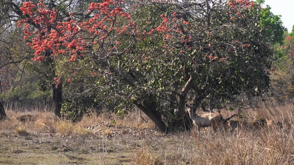 Cervo sambar corça sob uma chama de árvore florestal na reserva de tadoba — Fotografia de Stock