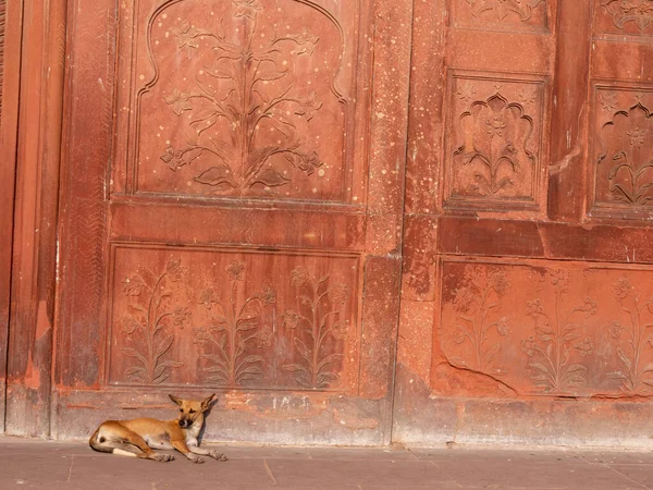 ДЕЛИ, Индия - 15 марта 2019 года: собака лежит у здания в историческом красном форте — стоковое фото