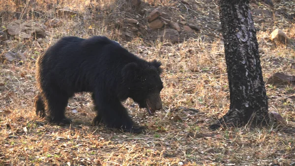 Um urso preguiça se aproximando na reserva tigre tadoba — Fotografia de Stock