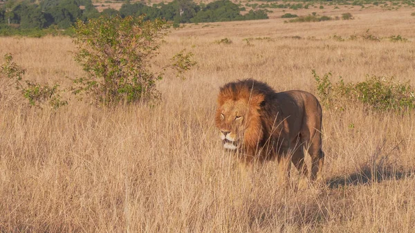 Närbild av ett manligt lejon närmar sig vid Masai mara i kenya — Stockfoto