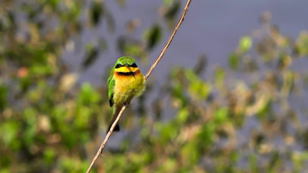 Kleine bijeneter zittend op een plant stengel bij masai mara — Stockfoto