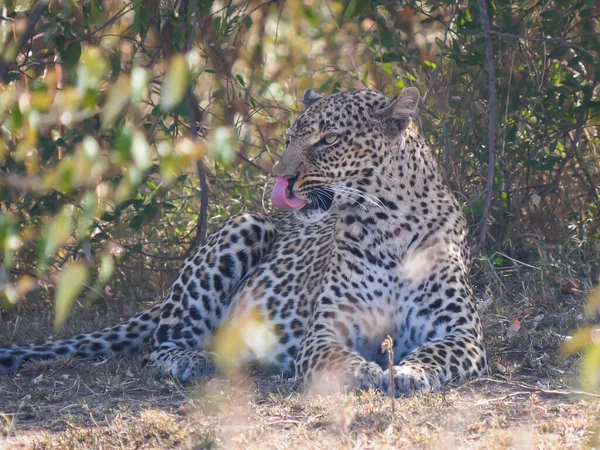 Леопард в тени облизывает губы в Масаи-маре. — стоковое фото