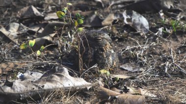 camouflaged savanna nightjar on the ground at tadoba andhari tiger reserve clipart