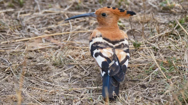 Um pássaro hoopoe olhando estranho senta-se no chão na reserva nacional masai mara em kenya — Fotografia de Stock