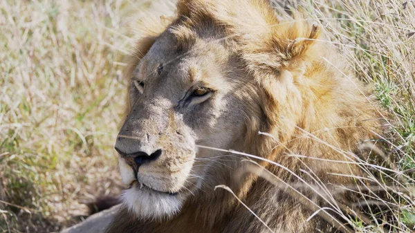 the battle scarred face of a male lion at serengeti