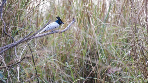 Aziatisch paradijs vliegenvanger zittend op een tak bij tadoba- — Stockfoto