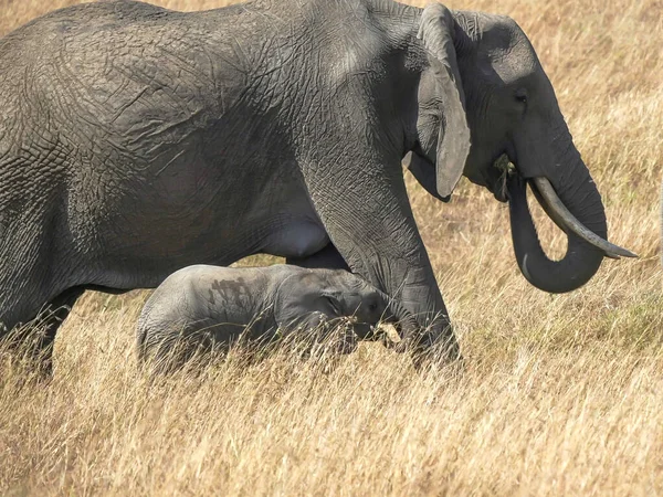Elefante becerro coloca su tronco en la pierna de las mamás en masai mara — Foto de Stock