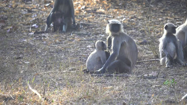 Gray langur monkey nursing a baby at tadoba in india — Stock Photo, Image