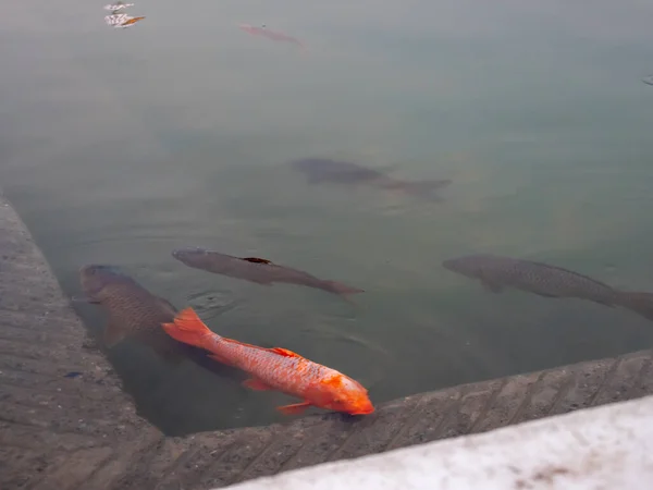 Close up af fisk i gyldne templer pool i amritsar - Stock-foto