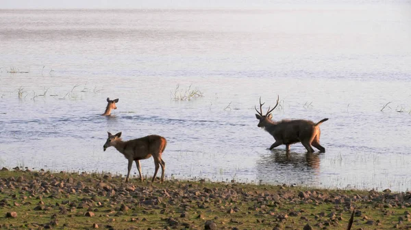 Drei Sambar-Hirsche wateten im Tadoba-See — Stockfoto