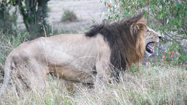 Vista lateral cercana de un león macho babeando en Masai mara — Foto de Stock