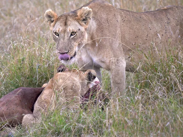 Lejoninnan slickar sina läppar på Masai Mara i kenya — Stockfoto