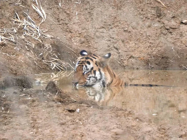 Tigre mâle se refroidit dans le trou d'eau au tadoba — Photo