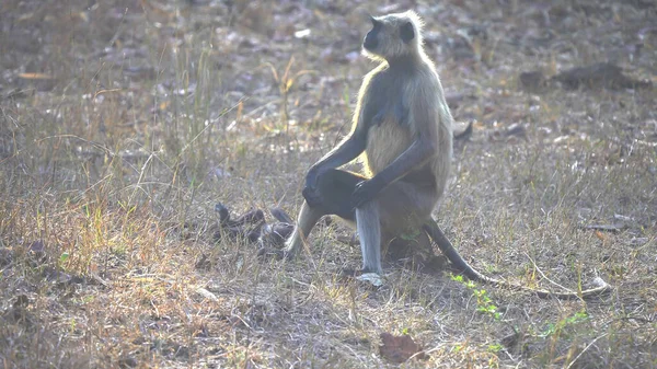 Bebé gris langur mono jugando en tadoba andhari tigre reserva — Foto de Stock