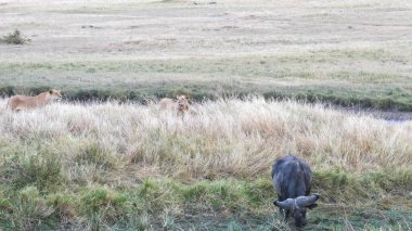 Masai Mara Milli Bankası 'nda bir Afrika bufalosunu takip eden iki aslan.