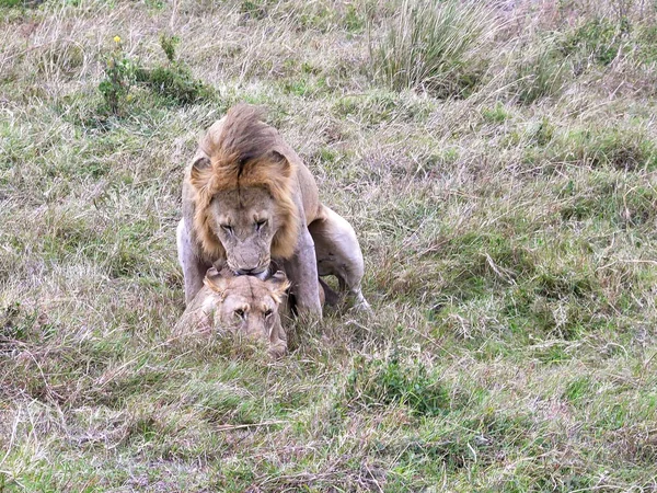 Ampia inquadratura di due leoni che si accoppiano a masai mara — Foto Stock