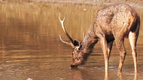 Rückansicht eines Hirsches, der aus einem Wasserloch in Tadoba trinkt — Stockfoto