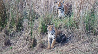 tiger cub with its mum, maya, at tadoba clipart