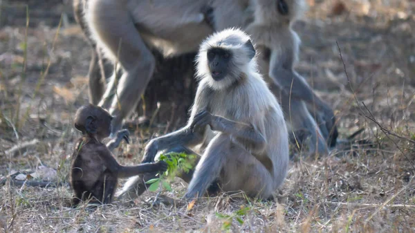 Un mono langur bebé juega con hojas en reserva de tigre tadoba andhari — Foto de Stock