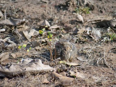 Tadoba ve Hari kaplanı arazisinde kamufle olmuş bir gece kavanozu.