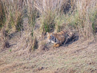 tiger cub crouching near a waterhole at tadoba clipart