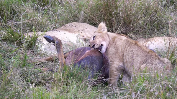 close shot of a lion cub chewing on a dead topi antelope in masai mara national reserve in kenya