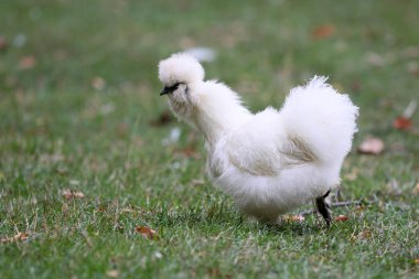 Kırsal kesimde süs tavuk 